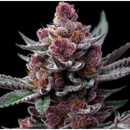 Cherry Poppers (x3) Cherry Poppers (x3)